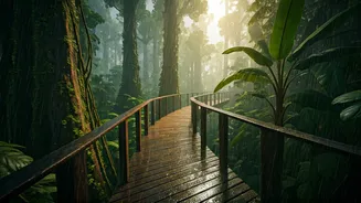 Walk Across Forest Tops During The Monsoon