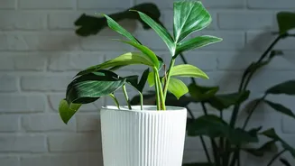 Ceramic Planters Can Turn Indoor Plants Into Part Of The Room Design: Pot Shape And Colour Should Complement The Plant Rather Than Overpower It