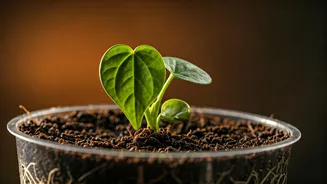Revive Your Overwatered Plant: A Step-by-Step Guide to Saving It From Root Rot