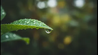 Breakout Problems This Monsoon? Check Your Routine