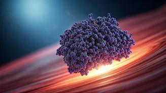 Aging Muscle's Secret: The Protein Protecting Cells While Slowing Repair