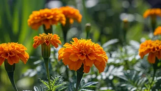 Why Marigolds Are Unsung Heroes For Pest Free Gardens