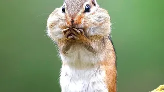 Unexpected Animals Helping Forests Regenerate in Focus Through the 186-Species Seed-Dispersal Study