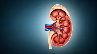 Kidney Health: 5 Daily Habits to Avoid