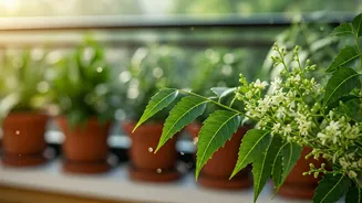 Neem Oil Is The Secret Balm For Balcony Plants