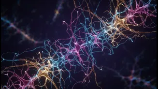 Why discovery of brain cell skeleton structure solves long-standing neurology mysteries