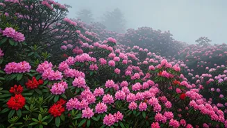 Walk Through Spectacular Mist-Covered Rhododendron Forests In Northeast India