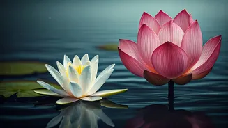Dive into Tranquility: Captivating Lotus & Water Lily Fragrances for Every Mood