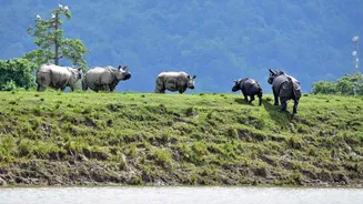 One-horned rhinos roamed as far South as Tamil Nadu around 3500 years ago: Study
