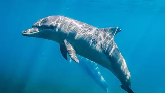 Dolphin Watching Is Most Rewarding when Travellers Value Habitat as Much as Sightings