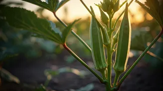 Okra Growing Is The Lazy Gardener's Win