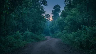 Kukrail Night Safari Could Transform Lucknow Into A Unique Eco-Tourism Destination