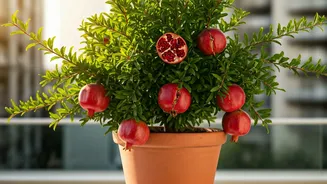 Pomegranate In A Pot Is The Balcony Flex