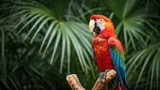 Admire These 5 Amazing Parrot Species