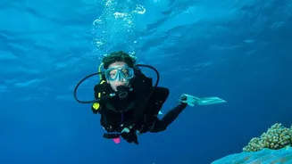 How Marine Scientists Use Thermal Resilience Research To Rebuild Damaged Coastal Coral Reefs