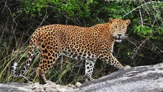 Where To See Leopards In India: A Tried & Tested Guide For Travellers