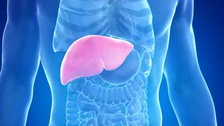 Doenças raras do fígado podem causar coceira intensa e levar ao transplante