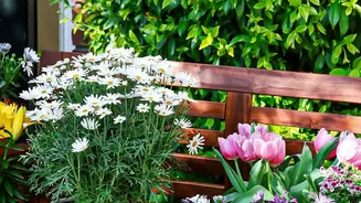 Seasonal Flowering Plants Can Bring Colour To Urban Homes Even With Limited Outdoor Space