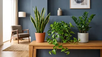 How Beginners Keep Indoor Houseplants Alive Easily With Simple Gardening Care Guidelines