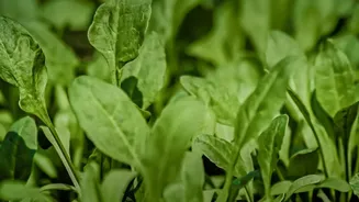 How Micro-Engineered Soil Moisture Sensors Help Urban Gardeners Maintain Healthy Balcony Plants