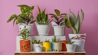 Grouped Ceramic Pots Can Create A More Cohesive Indoor Display, With Ceramic Planters Can Turn Indoor Plants Into Part Of The Room Design