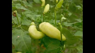 Understanding Black Thrips and Their Impact on Chilli Farming