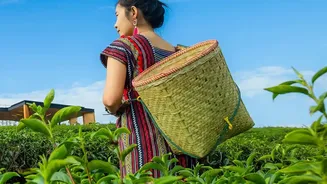 India Prepares New Pesticide Limits For Tea To Ensure Safer Domestic Supply