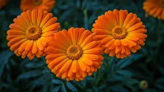 Why Local Marigolds Beat Expensive Imported Floral Bouquets