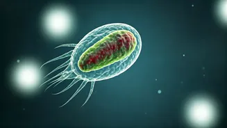 Unveiling Toxoplasmosis: Your Cat's Tiny Parasite and Your Health