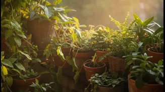 Crowded Balcony Gardens Need Better Airflow When Humidity Stays High