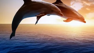 Five Dolphin Locations Give Travellers a Choice of Lagoon, River and Sea