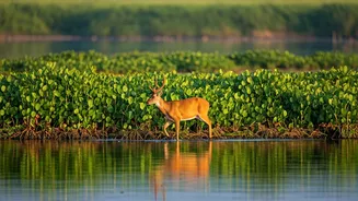Keibul Lamjao: India's Enchanting Floating National Park on Loktak Lake