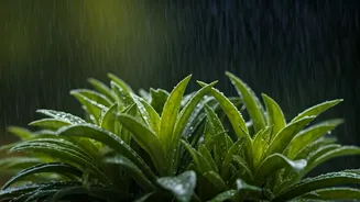 Houseplants And Summer Rain Are A Risky Romance
