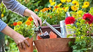 Easy Gardening Starts Here: Discover The Best Online Stores