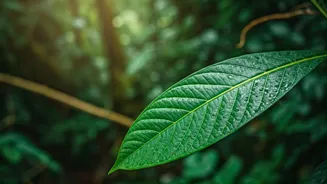 Rwanda Is The Clean, Green Travel Surprise