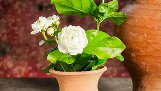 Terracotta Olla Pots Provide Reliable Slow-Release Moisture Delivery For Urban Balcony Garden Containers