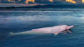A River Dolphin Trip Can Support Conservation when Operators Follow Local Rules