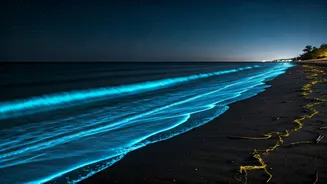 Bioluminescent Karnataka Beach Walks Go Viral On Desi Social Media