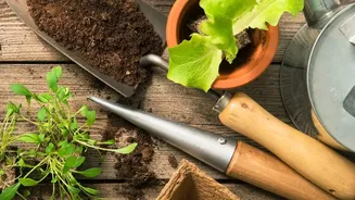 Micro-Green Harvesting Setups On Windowsill Trays Offer Clean Indoor Gardening Alternatives For City Homes