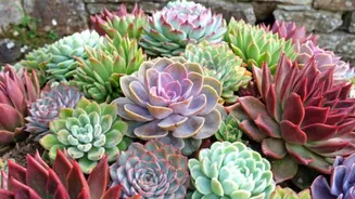 How to display succulents at home