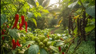 Why Satiating Eco-Conscious Travel Goals Begins With Exploring Goa Bio-Diverse Spice Plantations