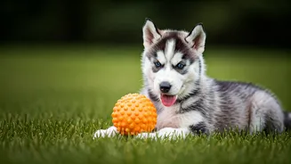 Siberian Husky: 7 Reasons Why This Energetic Breed is a Child's Best Friend