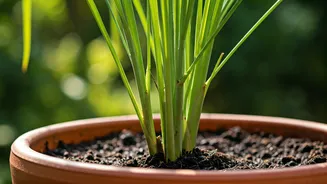 Cultivating Lemongrass in Pots: Your Aromatic Herb Garden Guide