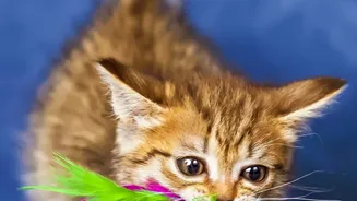 Rotating Toys And Introducing New Activities Can Help Keep Indoor Pets Interested At Home