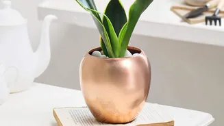 Best places to place copper planters at home