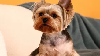 The Useful Grooming Calendar Changes When the Pet's Needs Change