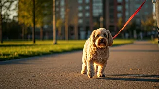 Dog Walks Are The New City Travel Flex