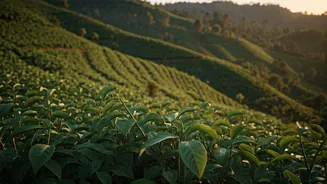 Sikkim Cardamom Hills Experience Wave Of Remote Bookings