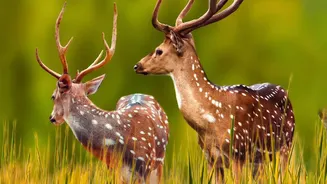 Two-Hour Ranthambore Safari Demand: A Closer Look At Flexible Safari Dates