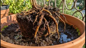 Why Traditional Soil Mixes Trap Rainwater Causing Fatal Root Rot In Compact Balcony Gardens